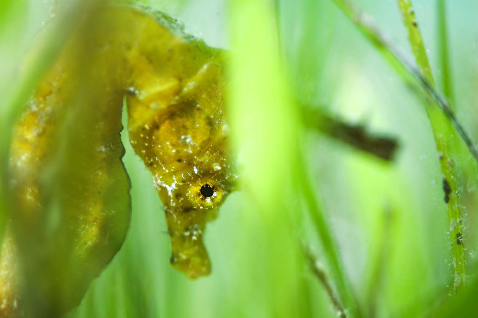 -En el Mar Menor suele buscar protección entre Cymodocea nodosa y algas.