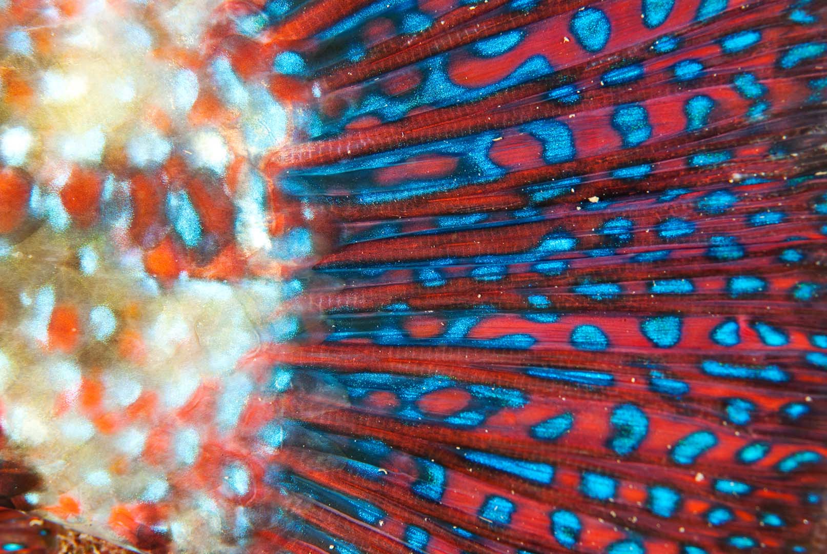 Detalle de los colores de la aleta caudal de un macho en época de reproducción.