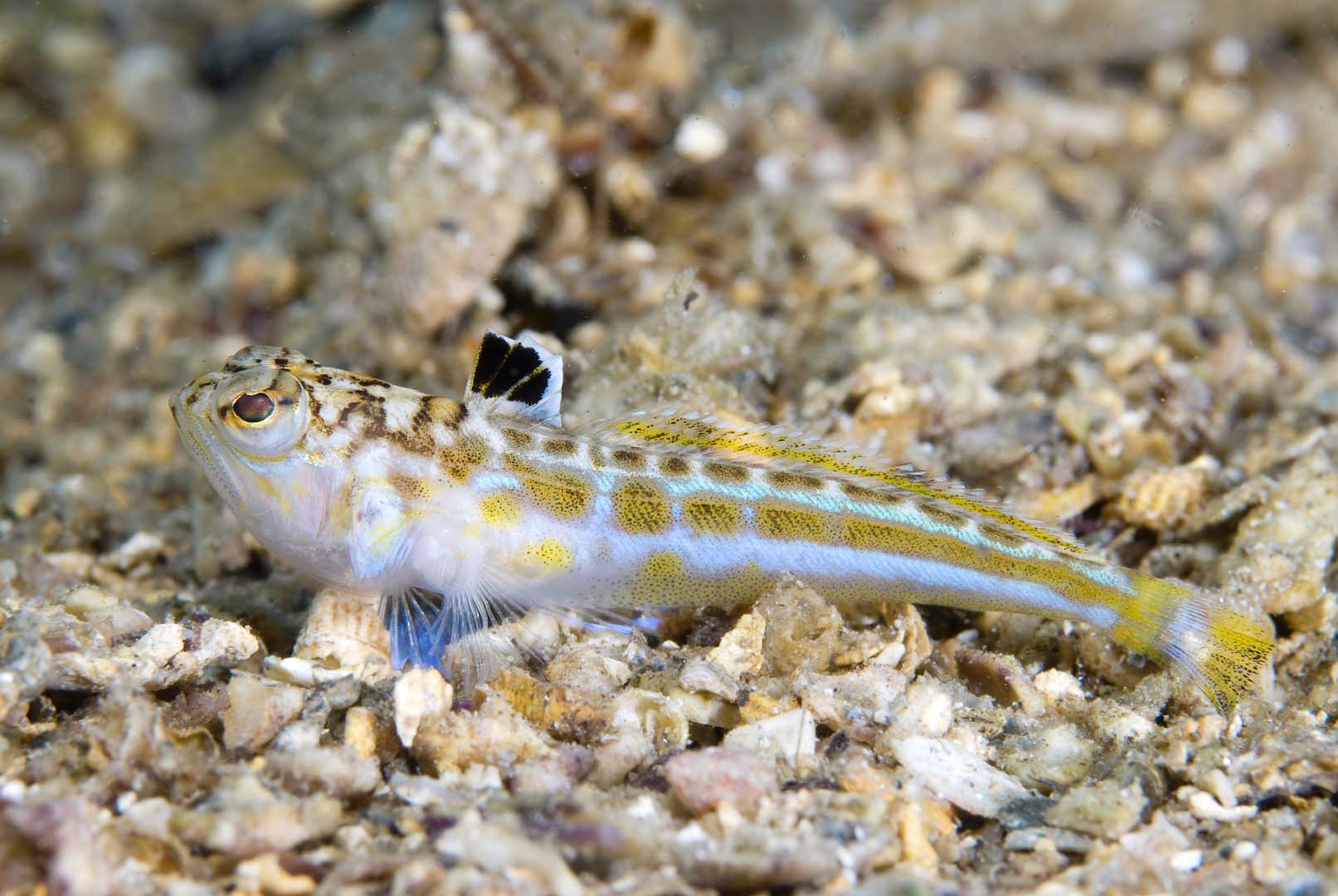 Juvenil de pocos centímetros fotografiado en el Mar Menor.