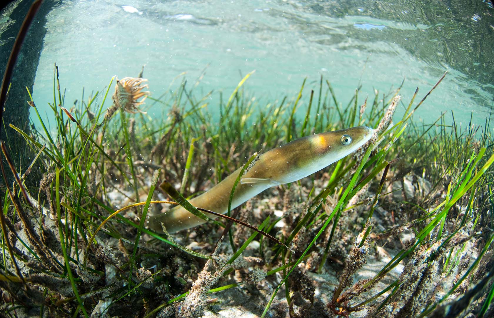 Ejemplar juvenil entre Cymodocea nodosa en aguas someras en invierno.