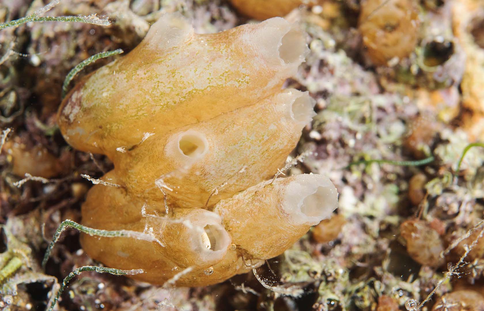 Su forma y coloración puede ser muy variable como ocurre con muchas ascidias.