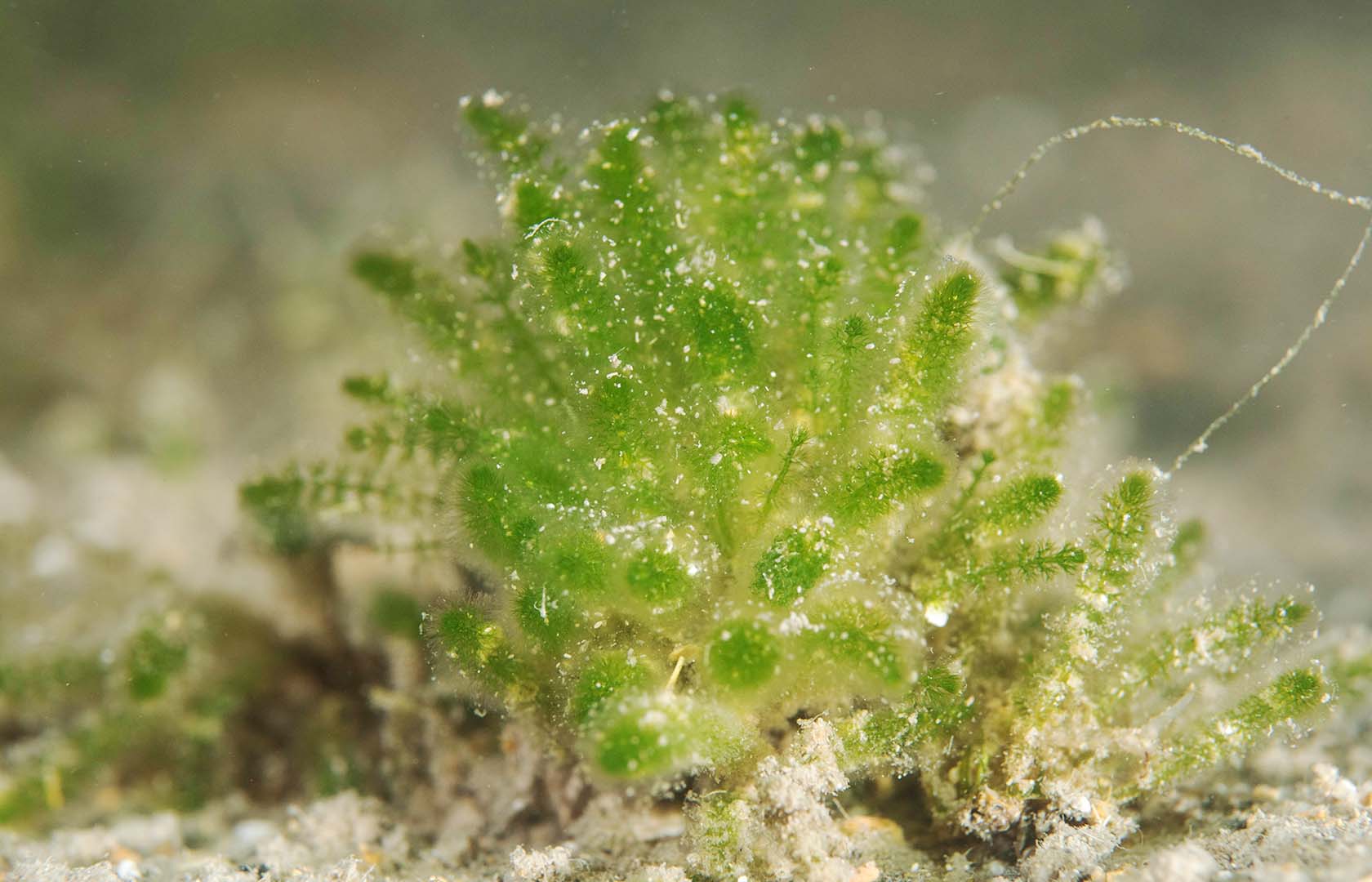 Esta alga sirve de cobijo a muchas especies marinas.