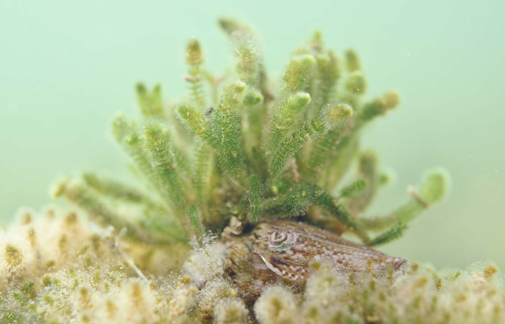 Suele crecer encima de gasterópodos, en esta ocasión sobre un Conus mediterraneus.