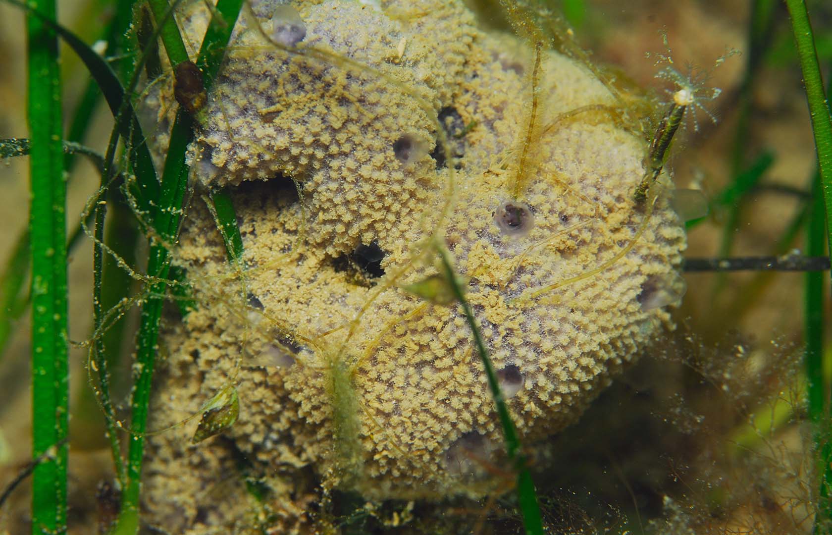En el mar Menor aparece con frecuencia entre praderas de Cymodocea nodosa y Caulerpa prolifera.