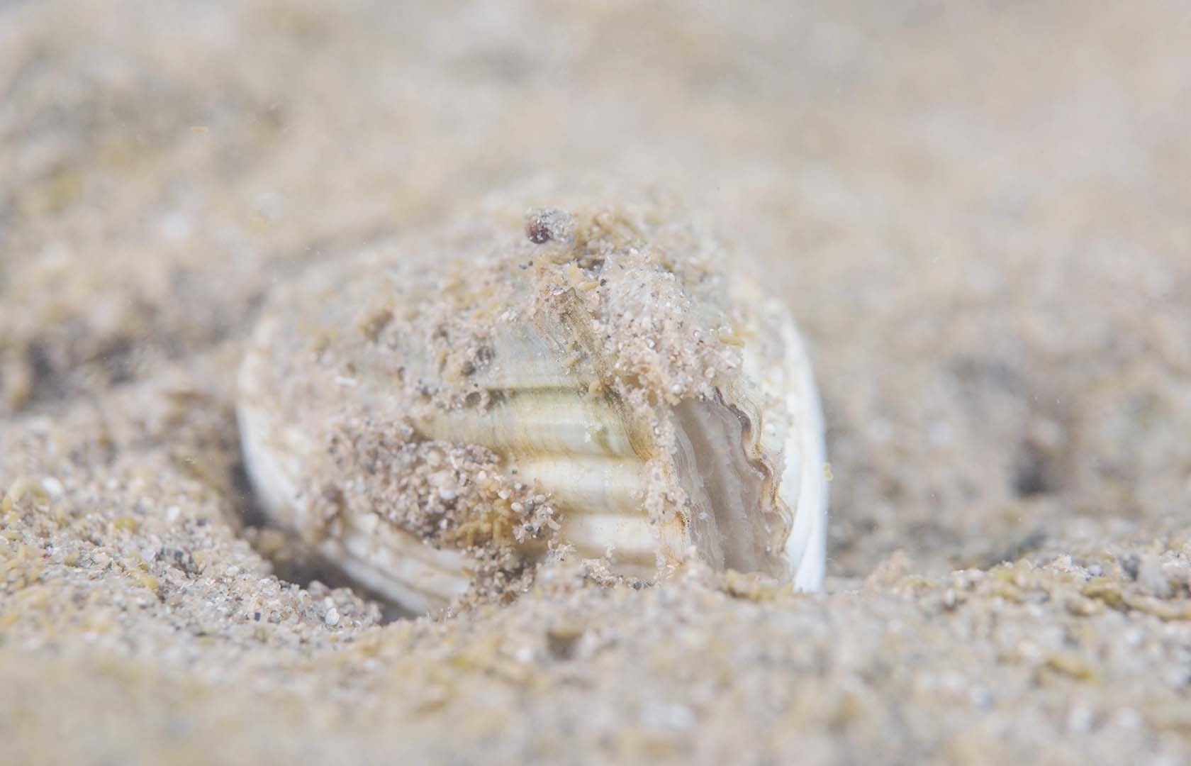 Es una especie típica de arenales.