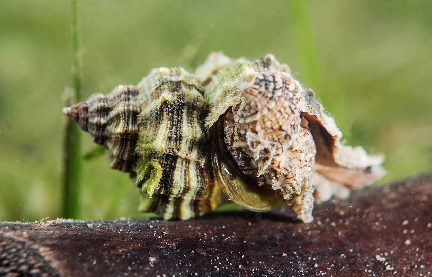 Detalle de un adulto devorado por una Hexaplex trunculus.