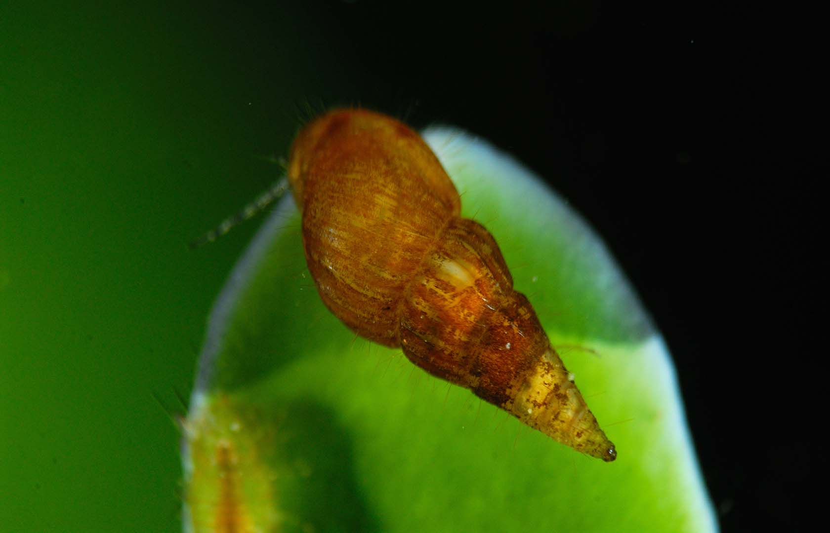 Ejemplar adulto sobre Caulerpa prolifera.