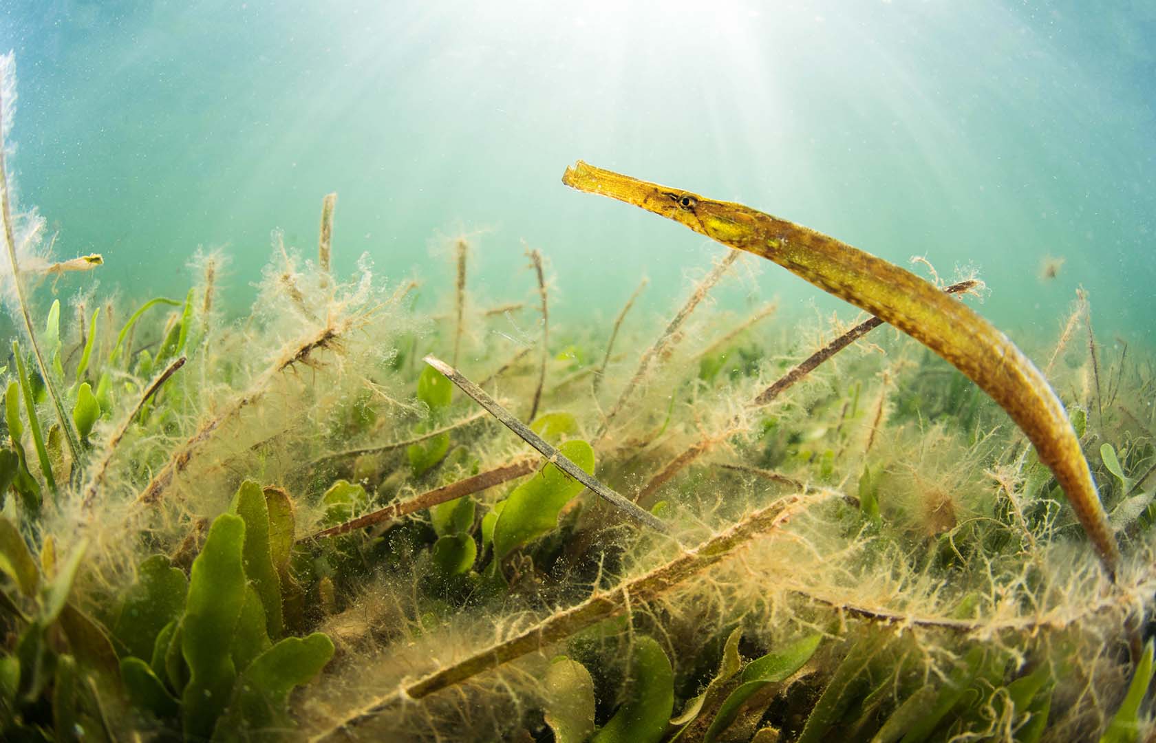 En el Mar Menor suele buscar protección entre Cymodocea nodosa y algas.