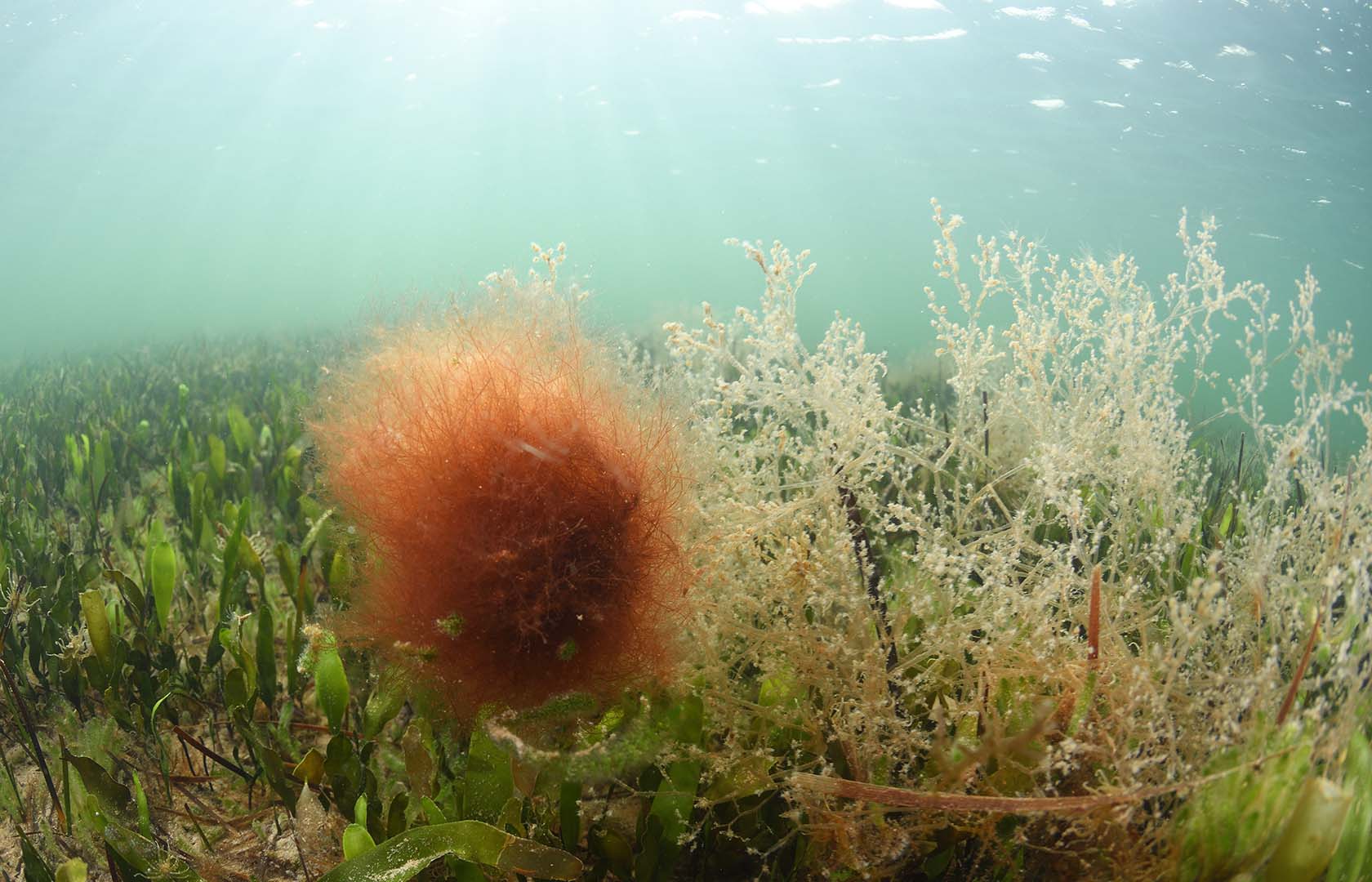 La especie puede confundirse fácilmente en el campo con otras especies de algas filamentosas rojas.